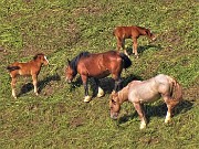 20 Cavalli e puledri al pascolo